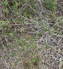 Phylica axillaris axillaris