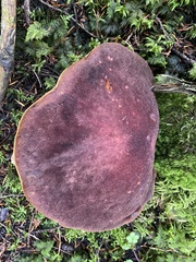 Aureoboletus mirabilis