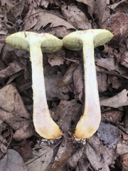 Aureoboletus russellii