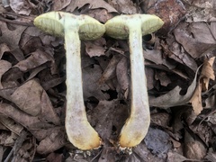 Aureoboletus russellii