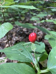 Trillium undulatum