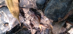 Juga plicifera