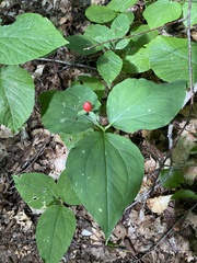 Trillium undulatum