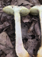 Aureoboletus russellii