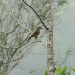 Hirundinea ferruginea