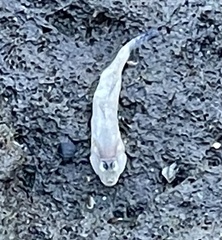 Acanthogobius flavimanus