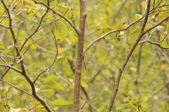 Aeshna canadensis