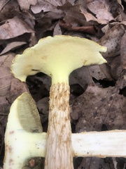 Aureoboletus russellii