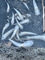 Acanthogobius flavimanus