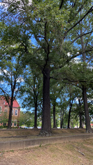 Quercus