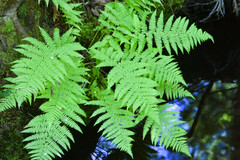 Athyrium angustum