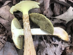 Aureoboletus russellii
