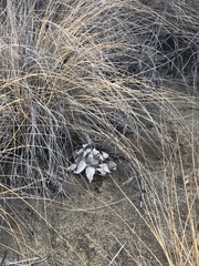 Dudleya pulverulenta