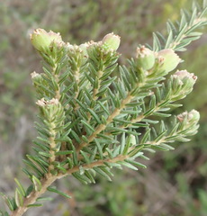 Phylica axillaris axillaris