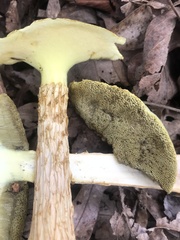 Aureoboletus russellii