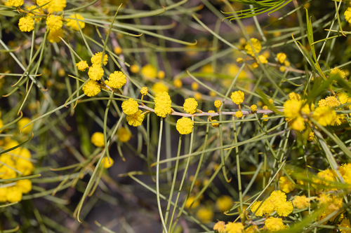 Acacia euthycarpa, photograph 5