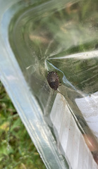Carpocorini