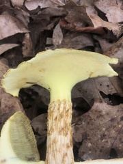 Aureoboletus russellii