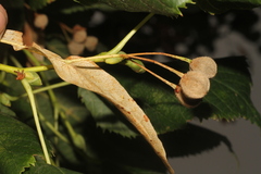 Tilia platyphyllos