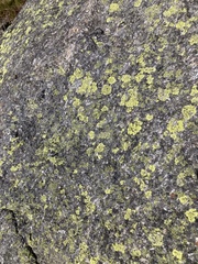 Candelaria concolor