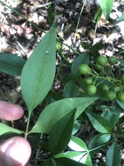 Nandina domestica