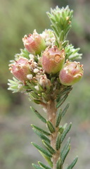 Phylica axillaris axillaris