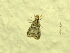 Eudonia heterosalis