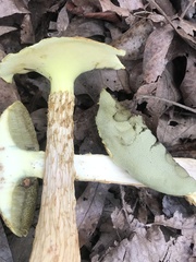 Aureoboletus russellii