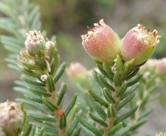 Phylica axillaris axillaris