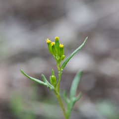 Senecio glossanthus