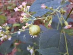 Schizomyia eupatoriflorae