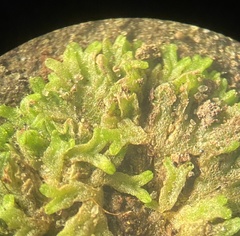 Riccia huebeneriana