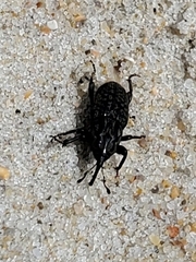 Sphenophorus