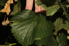 Tilia platyphyllos