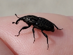 Sphenophorus