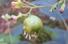 Schizomyia eupatoriflorae