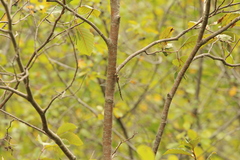 Aeshna canadensis