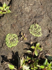 Riccia huebeneriana
