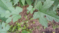 Ampelopsis glandulosa