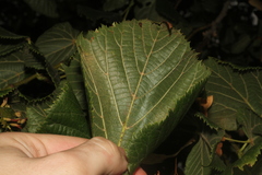 Tilia platyphyllos