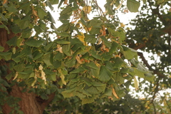 Tilia platyphyllos