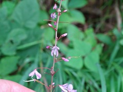 Hylodesmum nudiflorum