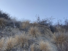 Dudleya pulverulenta