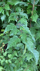 Acer ginnala