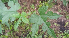 Ampelopsis glandulosa