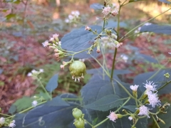 Schizomyia eupatoriflorae