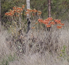 Aloe hereroensis