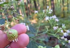 Schizomyia eupatoriflorae