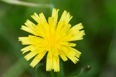 Pilosella piloselloides