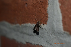 Galgula partita